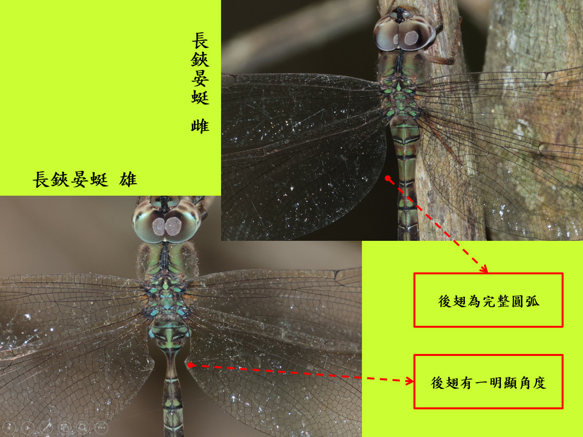 compare_長鋏_雌雄.jpg compare_長鋏_雌雄.jpg