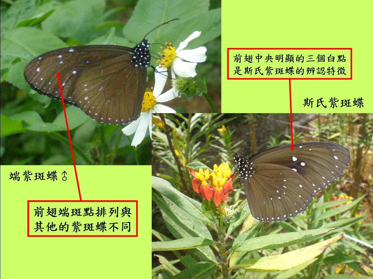 紫斑蝶_辨認.jpg 紫斑蝶_辨認.jpg