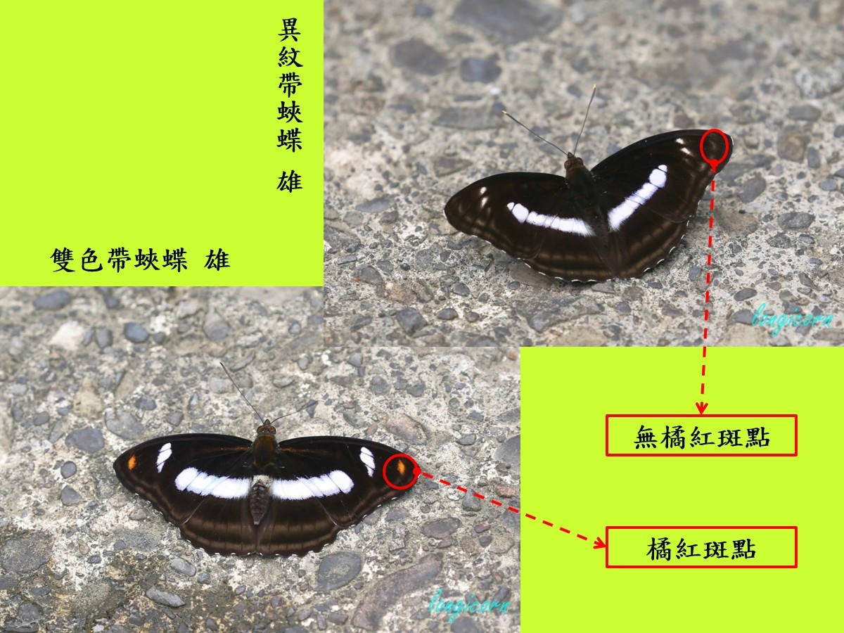 異紋帶蛺蝶_雙色帶蛺蝶_雄.jpg