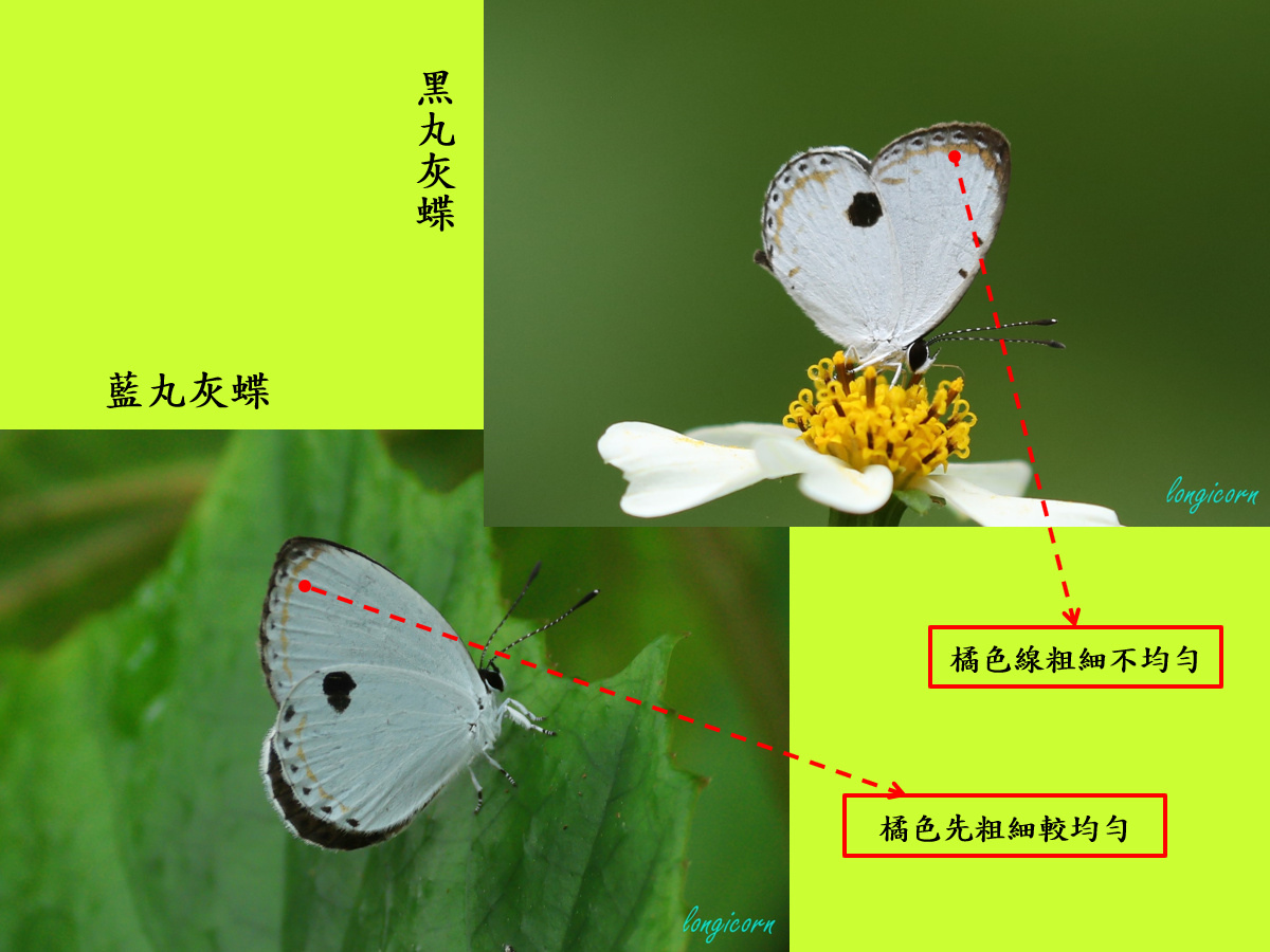 藍丸黑丸_比較圖2.jpg