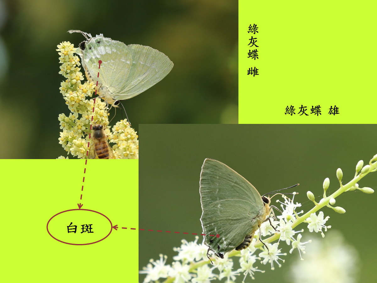綠小灰蝶_compare.jpg