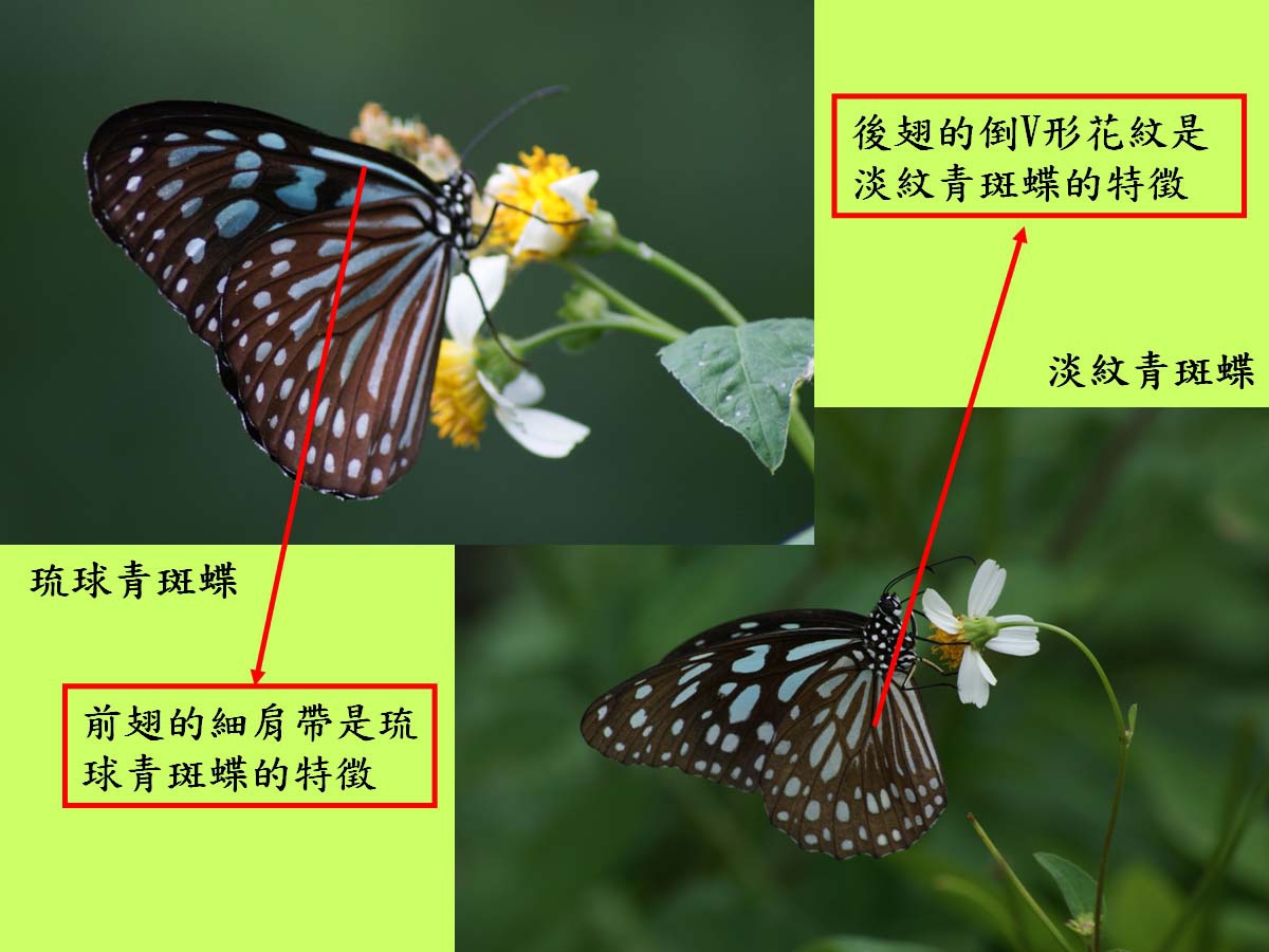 青班蝶_辨認.jpg 青班蝶_辨認.jpg