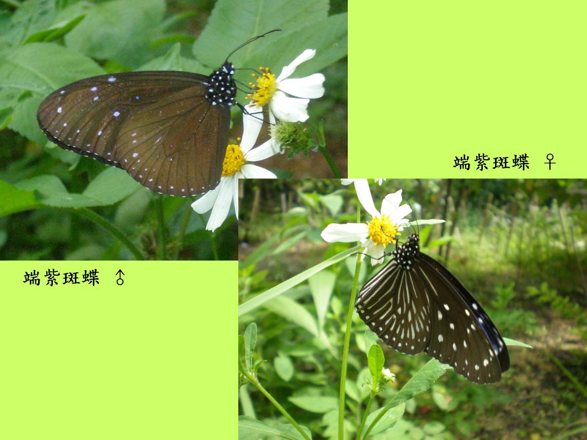 端紫斑蝶_雌雄.jpg 端紫斑蝶_雌雄.jpg