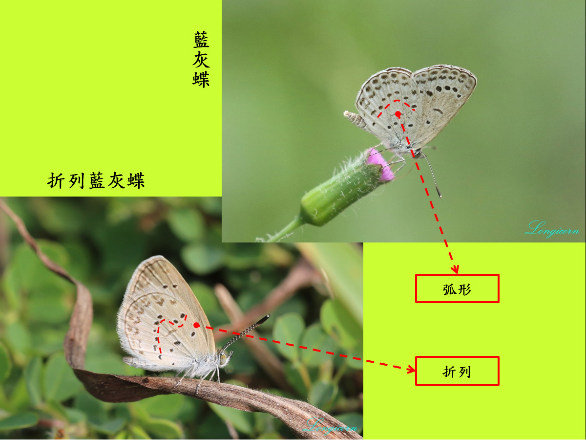 藍灰蝶比較圖1.jpg
