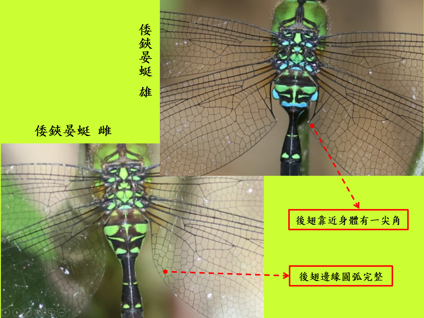 compare_倭鋏.jpg