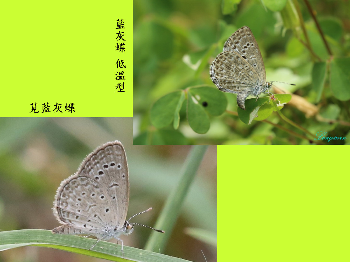 藍灰蝶比較圖4.jpg