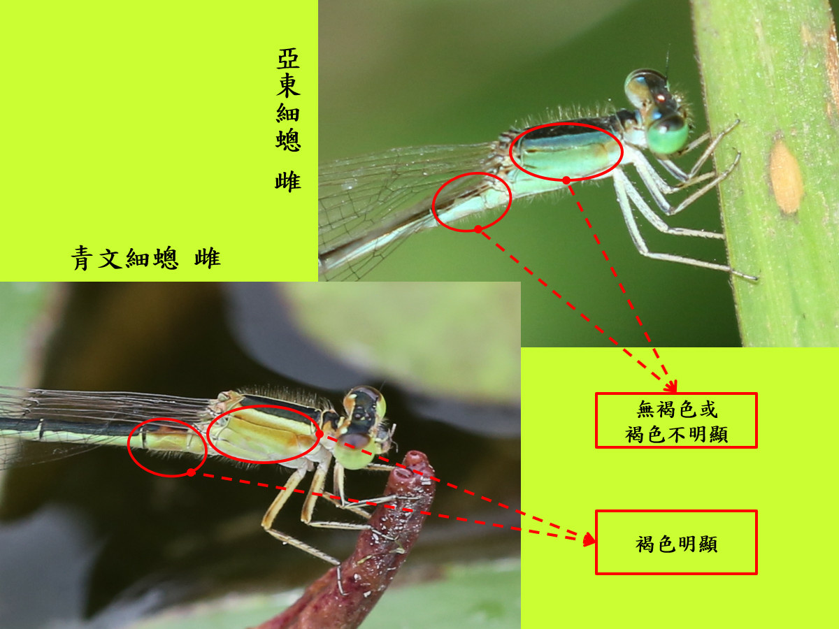 compare_亞東細蟌1.jpg