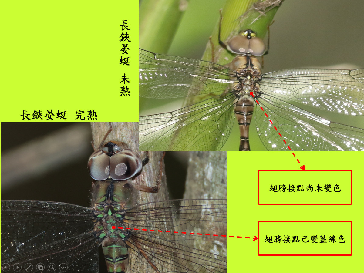compare_長鋏_完熟未熟.jpg compare_長鋏_完熟未熟.jpg