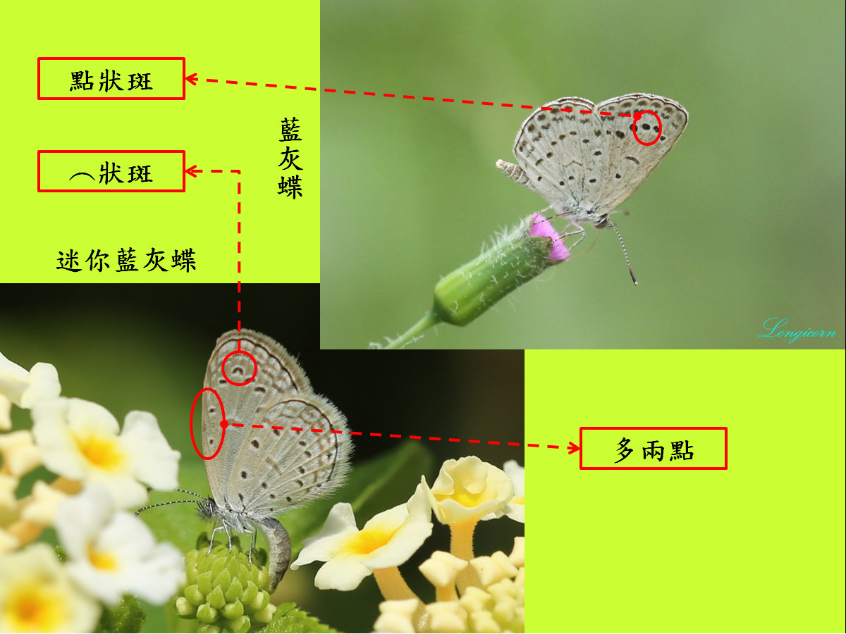藍灰蝶比較圖2.jpg