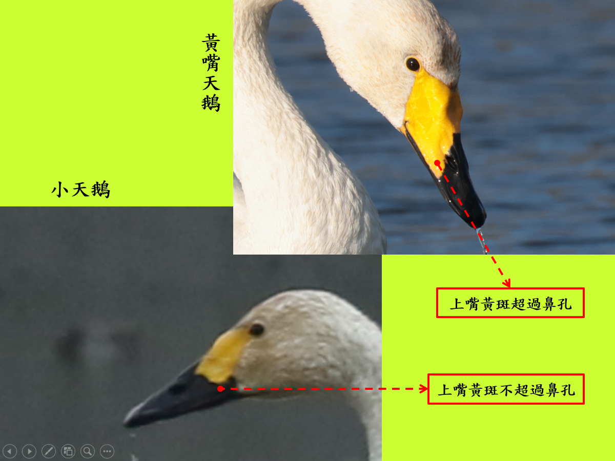 大小天鵝比較.jpg 大小天鵝比較.jpg