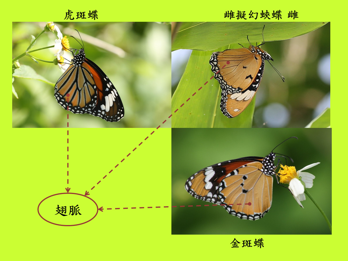 compare_金斑蝶_腹面.jpg