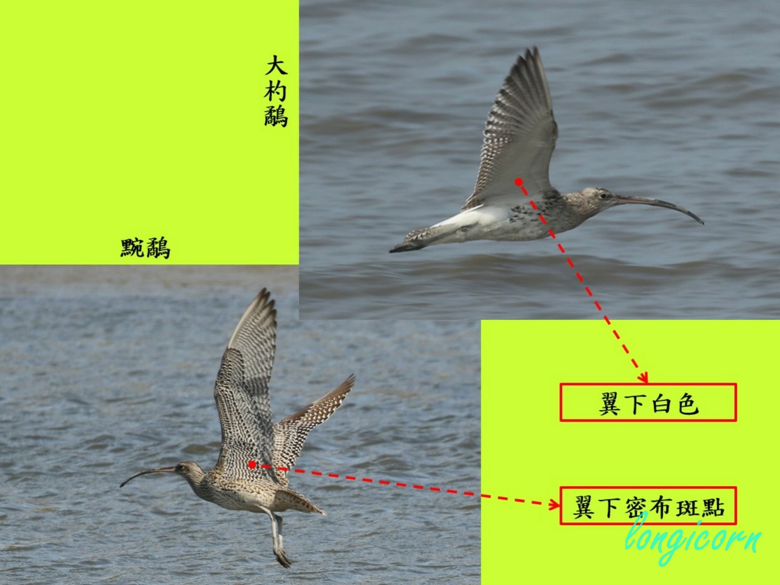 compare_大杓鷸2.jpg compare_大杓鷸2.jpg