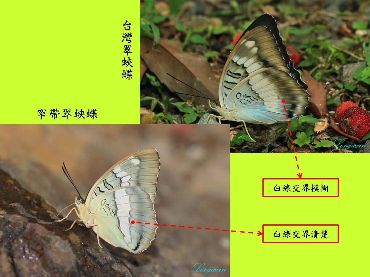 翠蛺蝶比較圖2.jpg