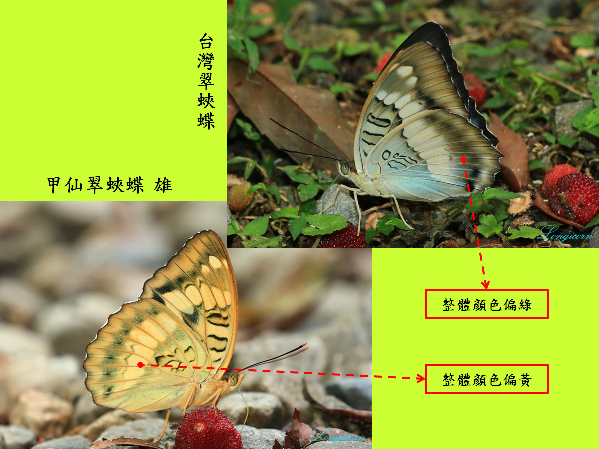 翠蛺蝶比較圖4.jpg