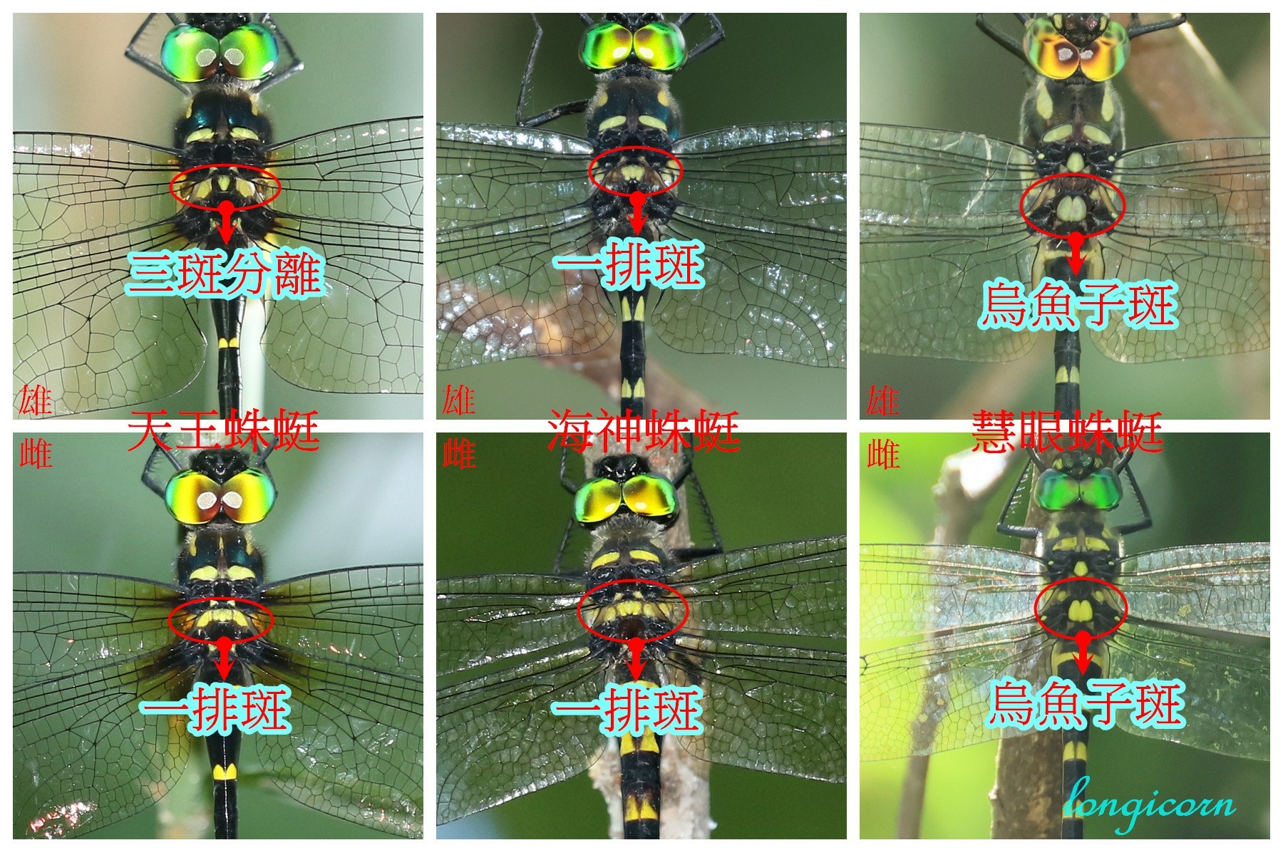 蛛蜓縮圖3-2.jpg