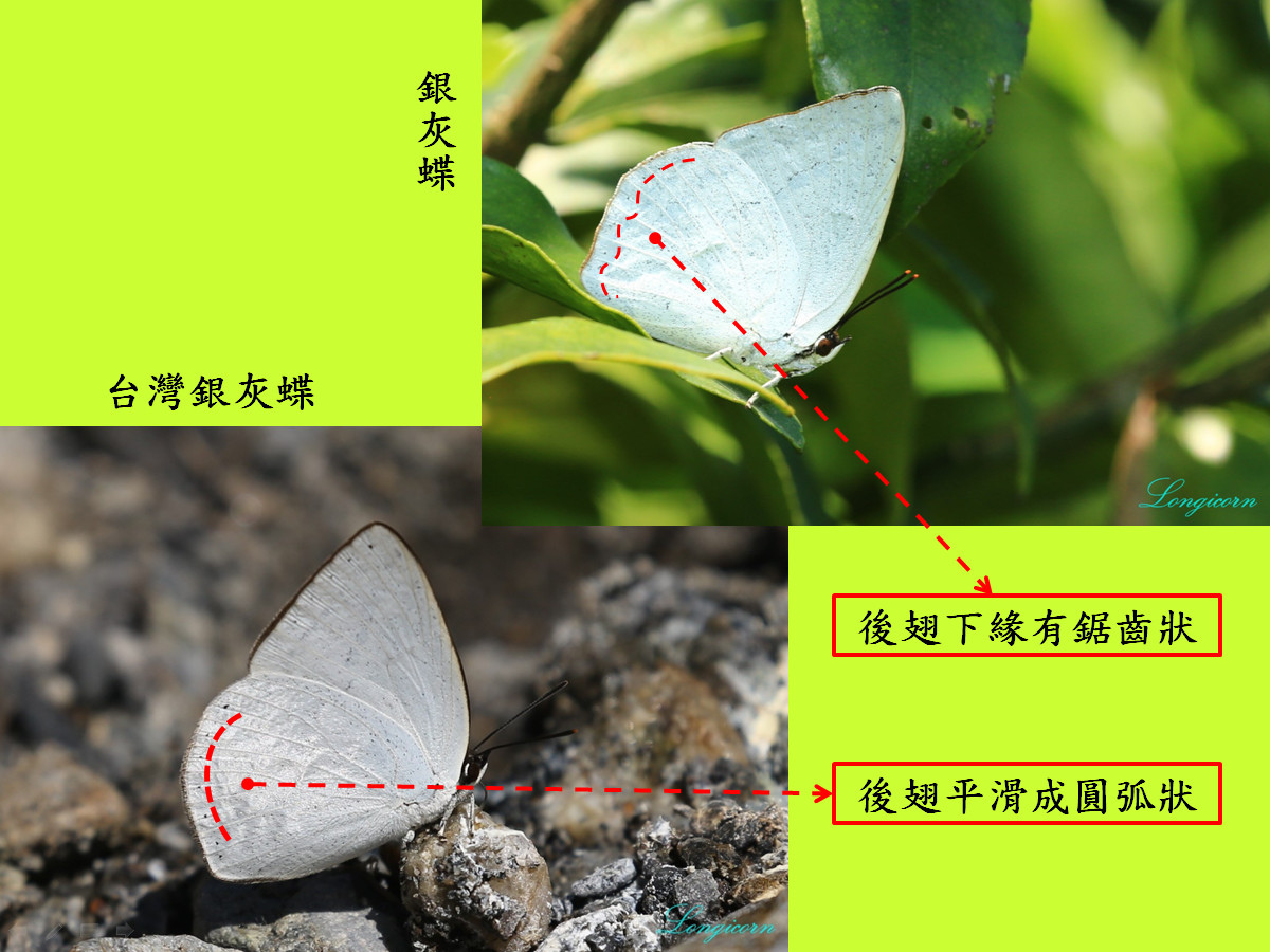 銀灰蝶比較圖.jpg
