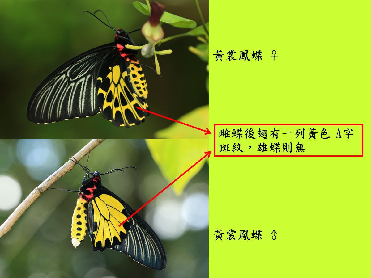 compare_黃裳_腹.jpg