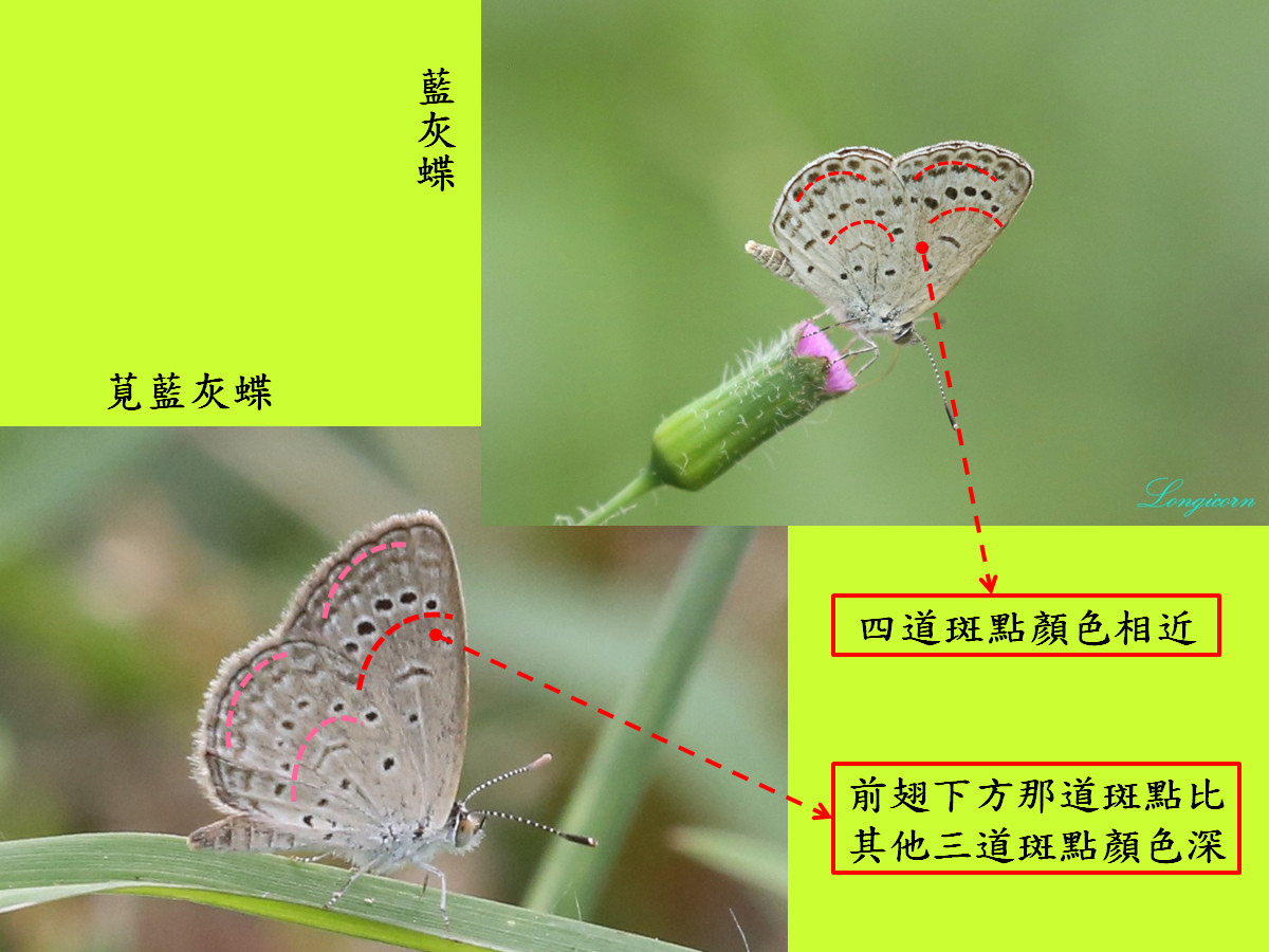藍灰蝶比較圖3.jpg
