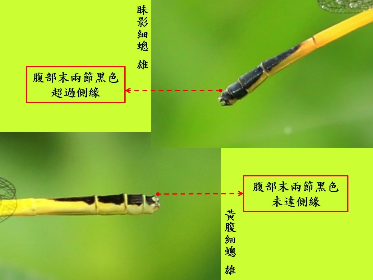 compare_黃腹細蟌2.jpg