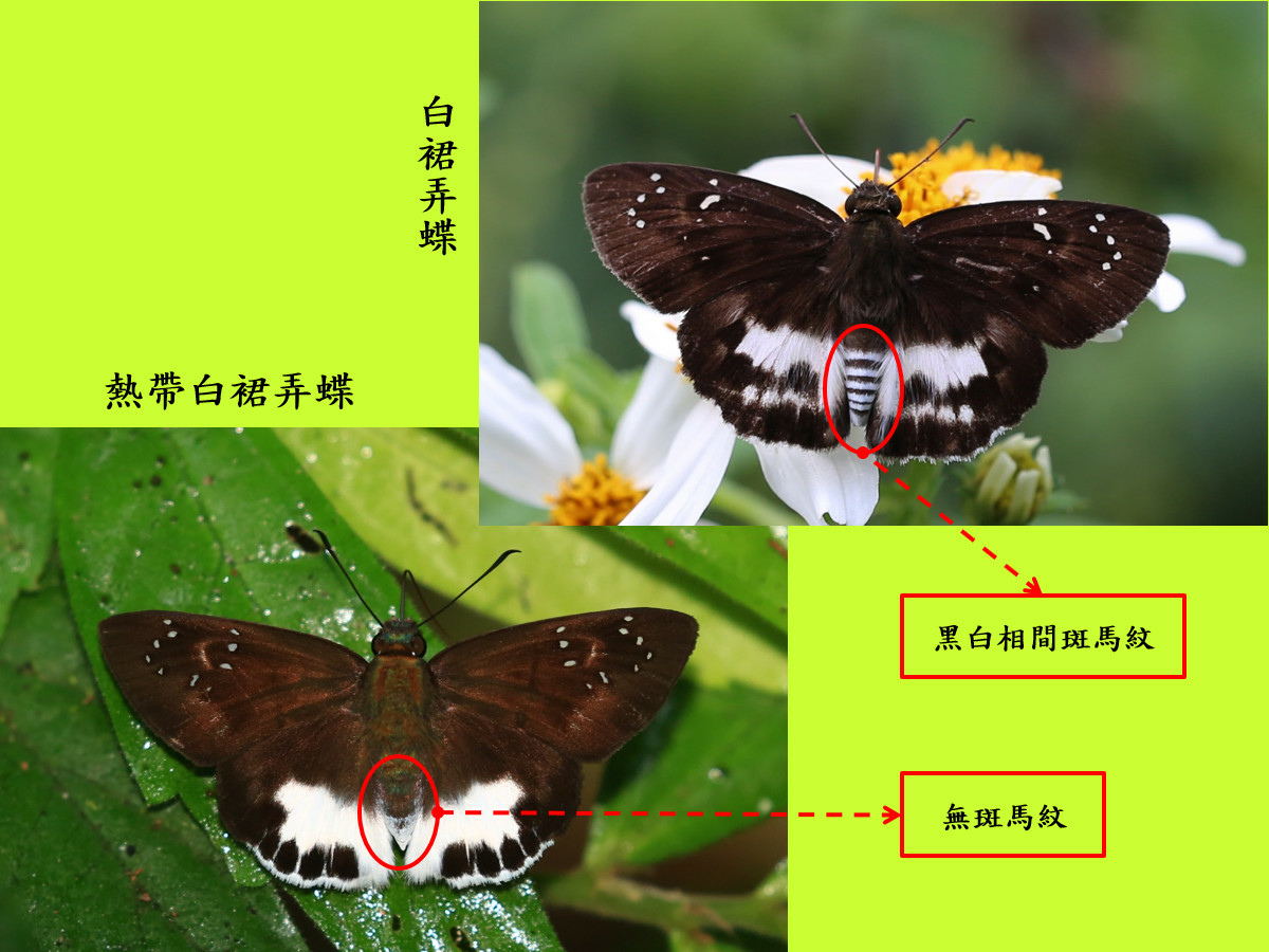 compare_熱帶白裙弄蝶.jpg compare_熱帶白裙弄蝶.jpg