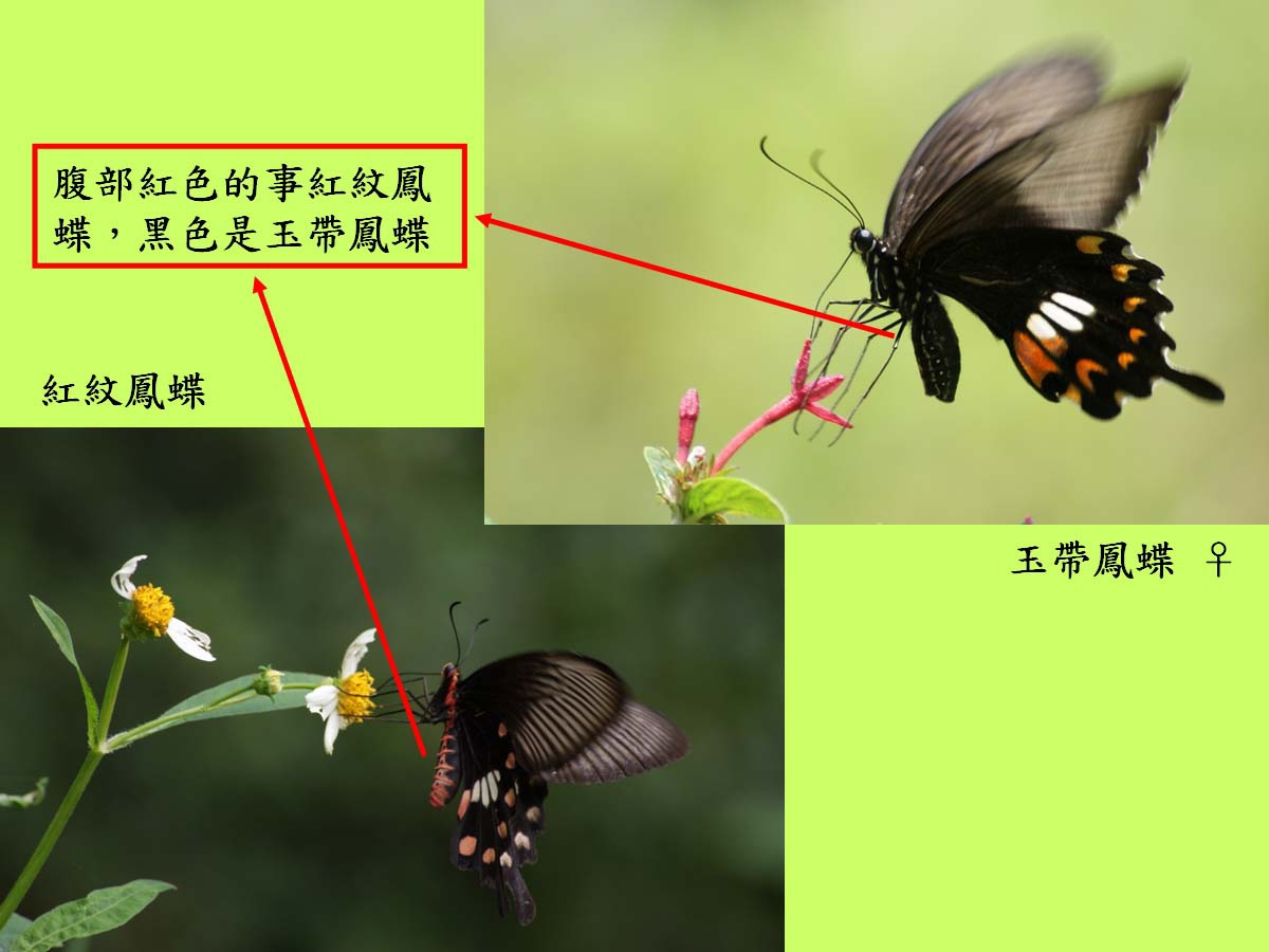 鳳蝶_辨認.jpg 鳳蝶_辨認.jpg