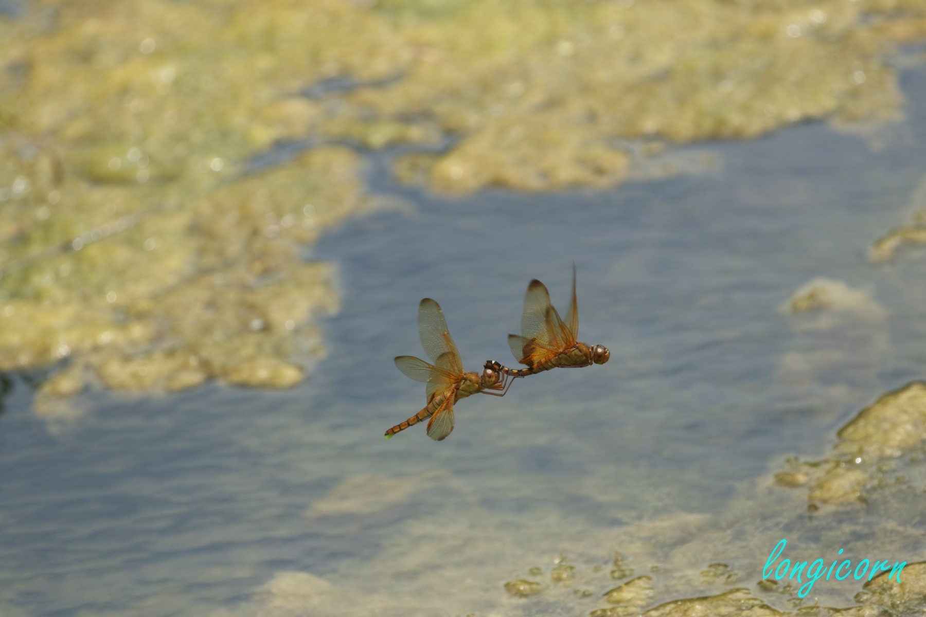 硃紅蜻蜓.JPG