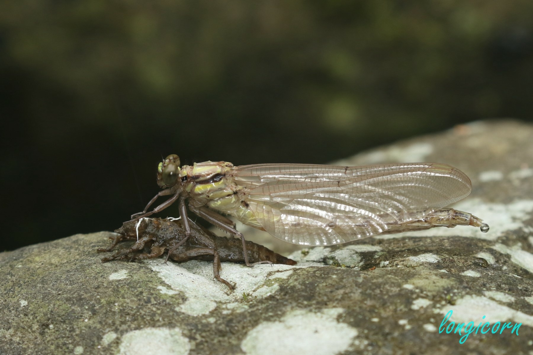 AM1A3353.JPG