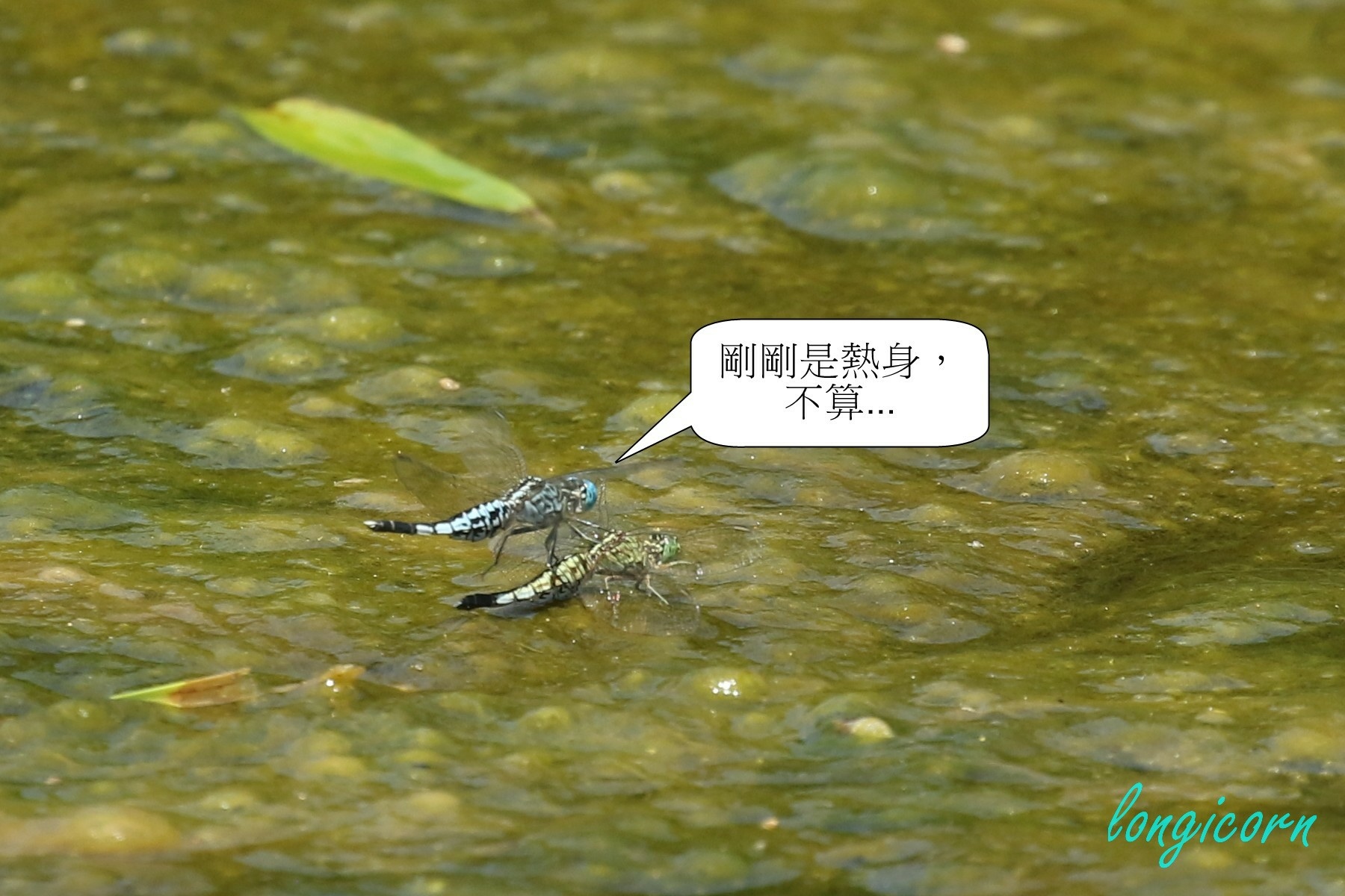 粗腰蜻蜓7.JPG 粗腰蜻蜓7.JPG