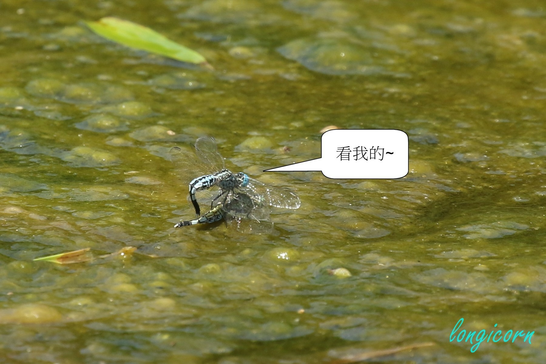 粗腰蜻蜓8.JPG 粗腰蜻蜓8.JPG