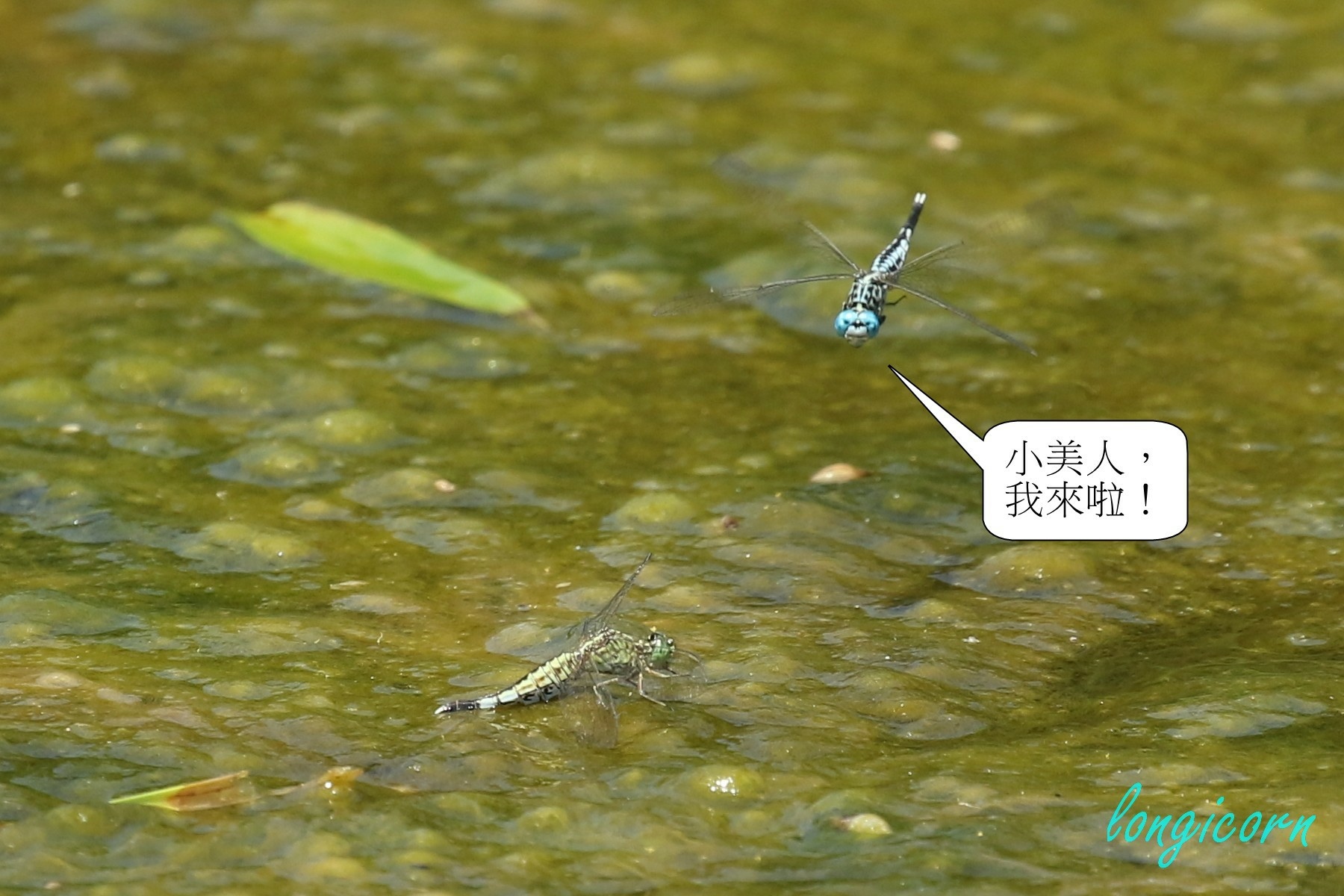 粗腰蜻蜓1.JPG 粗腰蜻蜓1.JPG