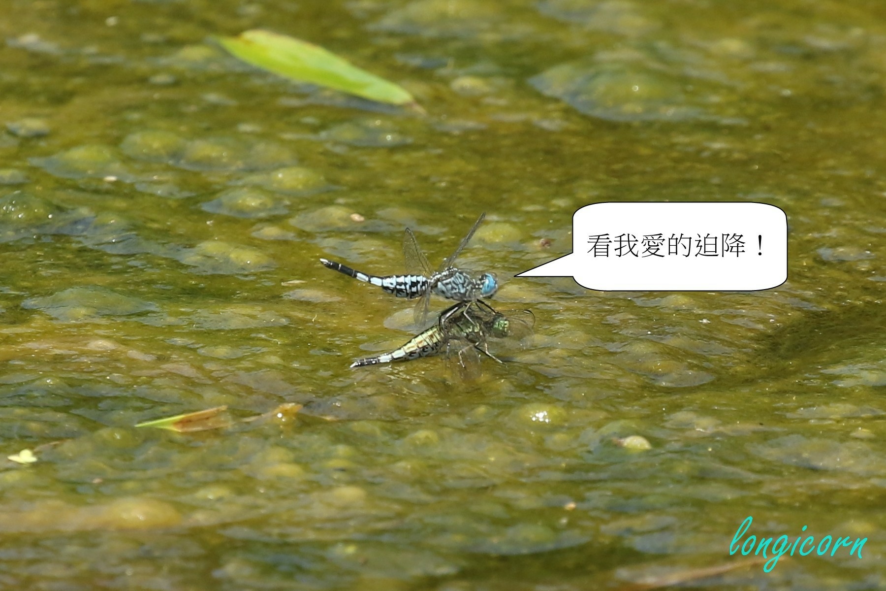 粗腰蜻蜓4.JPG 粗腰蜻蜓4.JPG