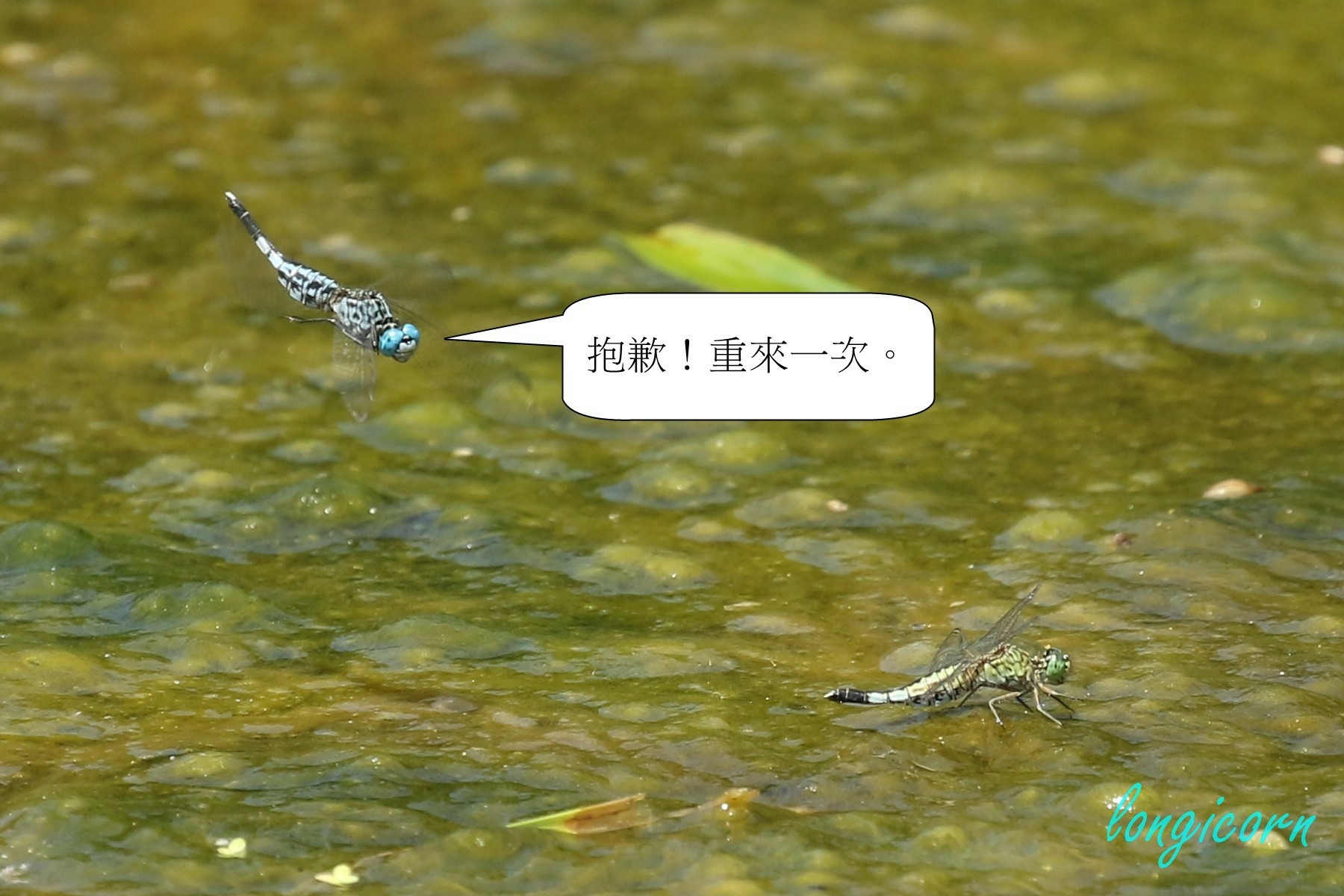 粗腰蜻蜓3.JPG 粗腰蜻蜓3.JPG