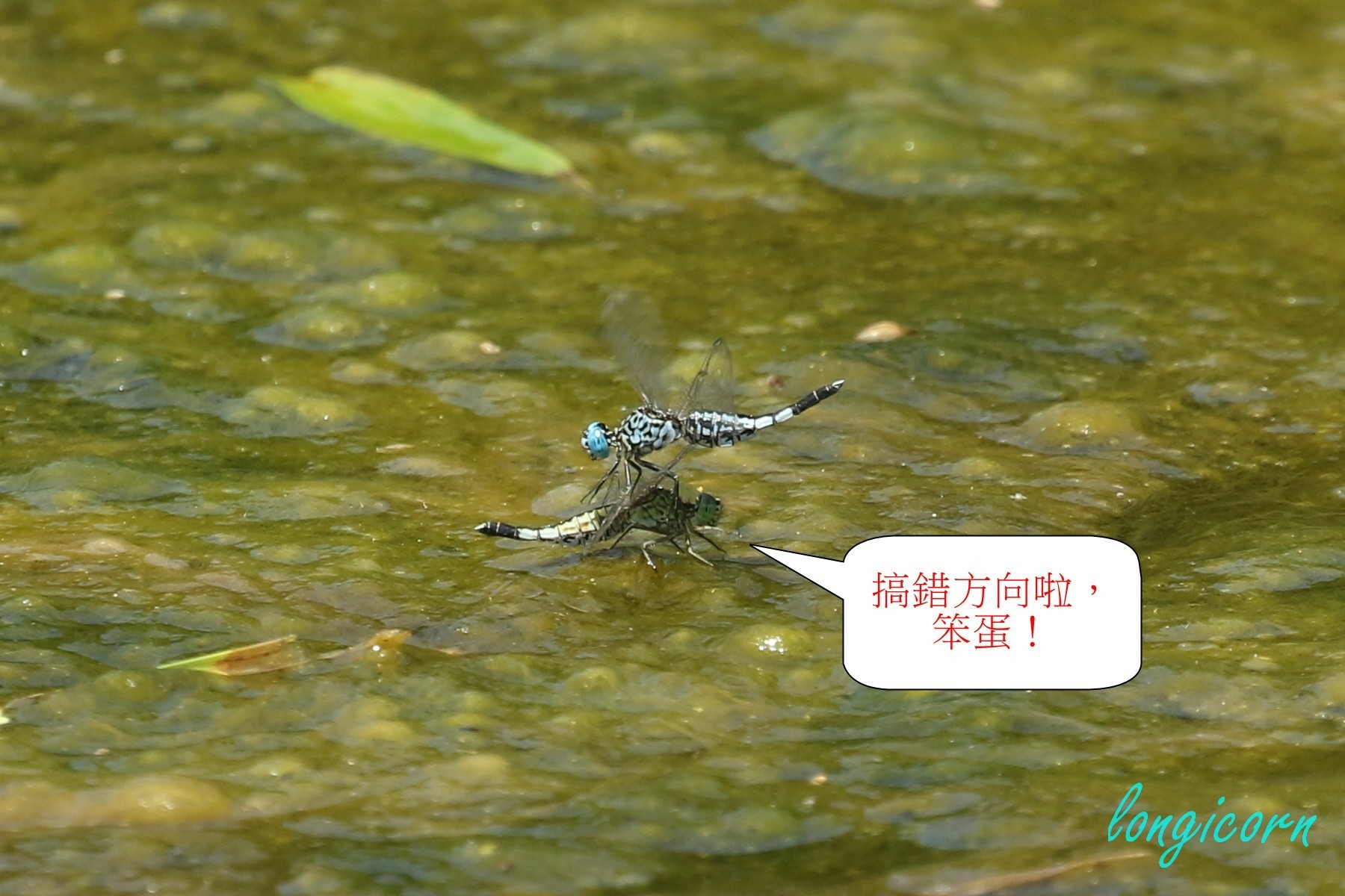 粗腰蜻蜓2.JPG 粗腰蜻蜓2.JPG