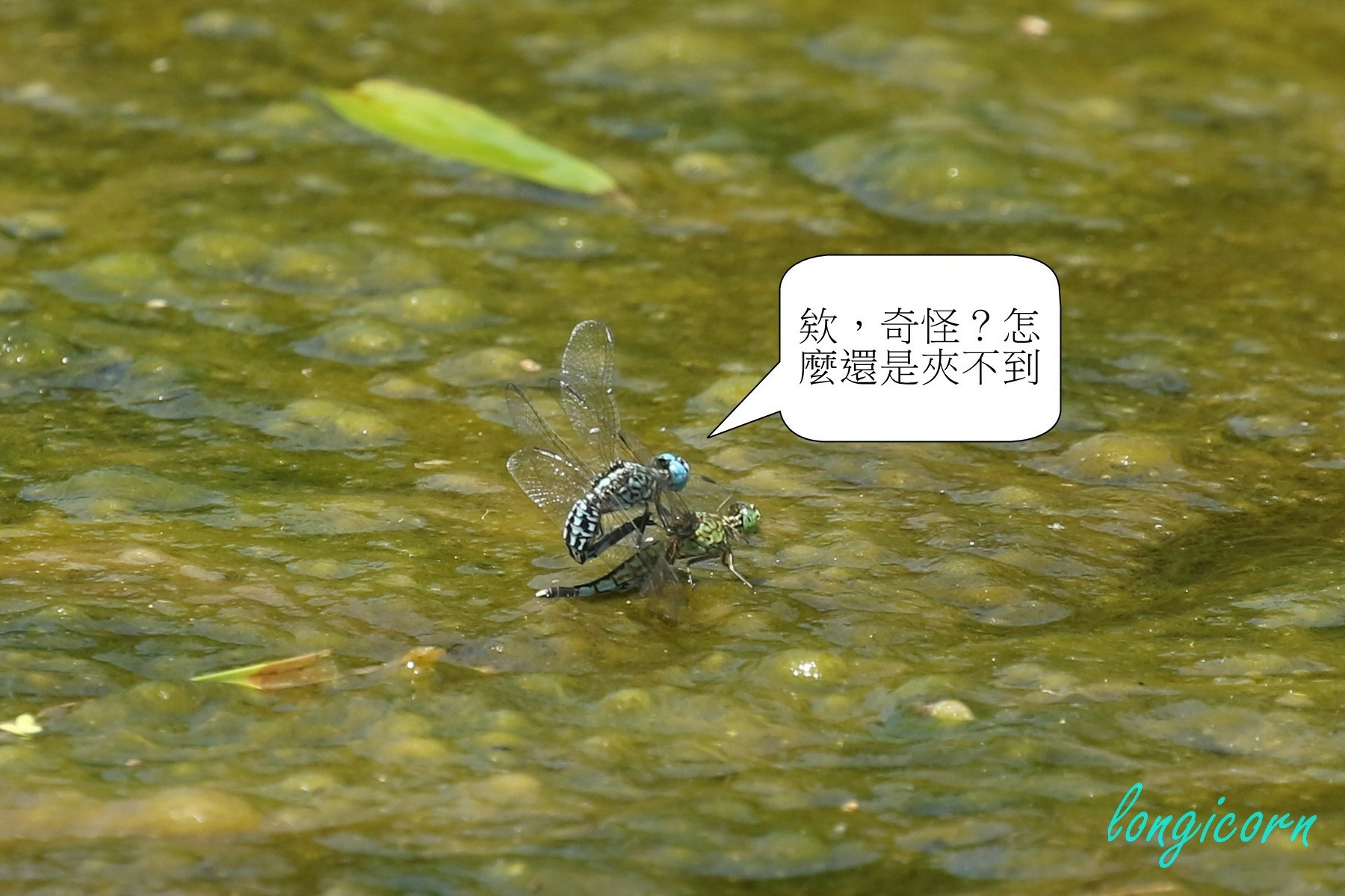 粗腰蜻蜓9.JPG 粗腰蜻蜓9.JPG