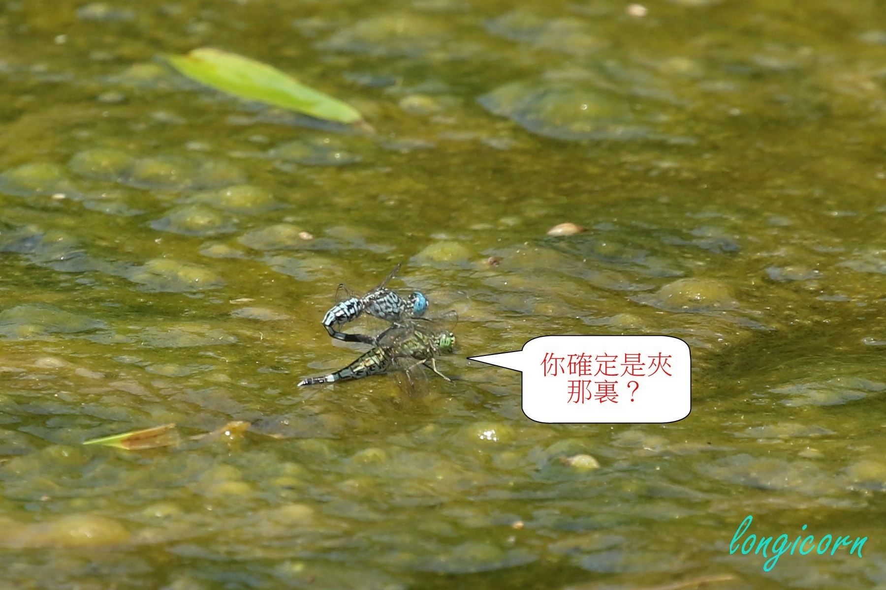 粗腰蜻蜓6.JPG 粗腰蜻蜓6.JPG