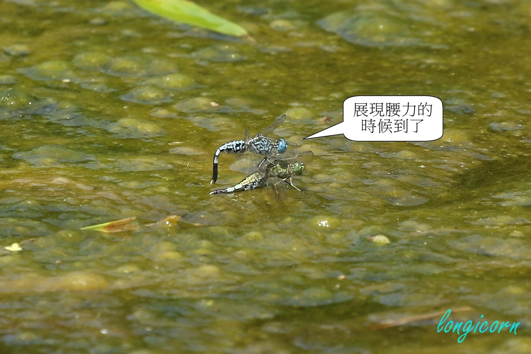 粗腰蜻蜓5.JPG 粗腰蜻蜓5.JPG