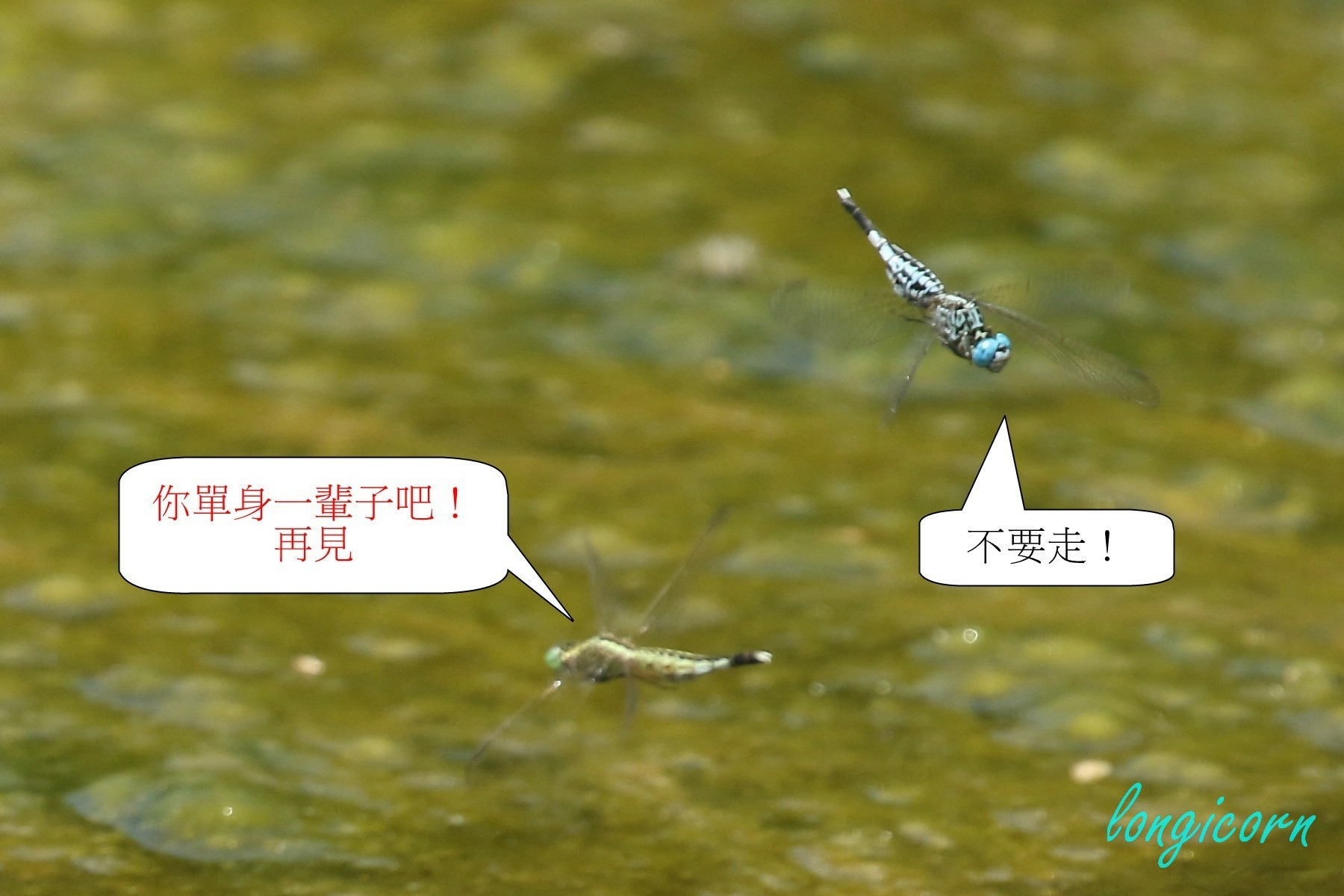 粗腰蜻蜓10.JPG 粗腰蜻蜓10.JPG
