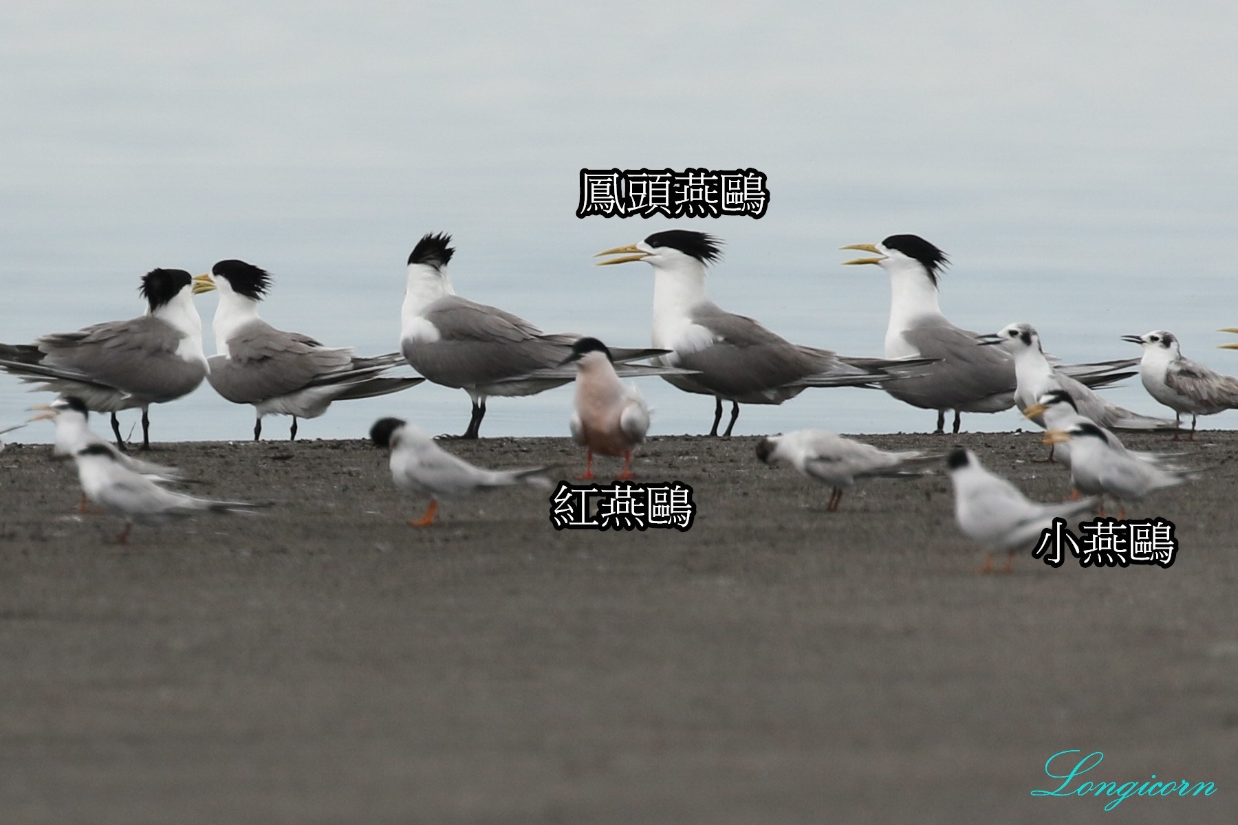 燕鷗比較4.jpg