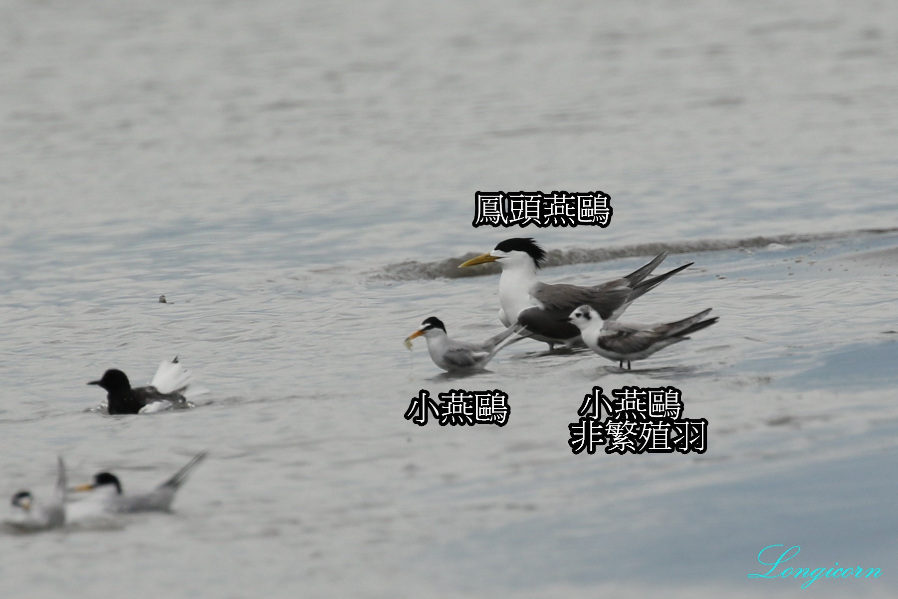 燕鷗比較1.jpg