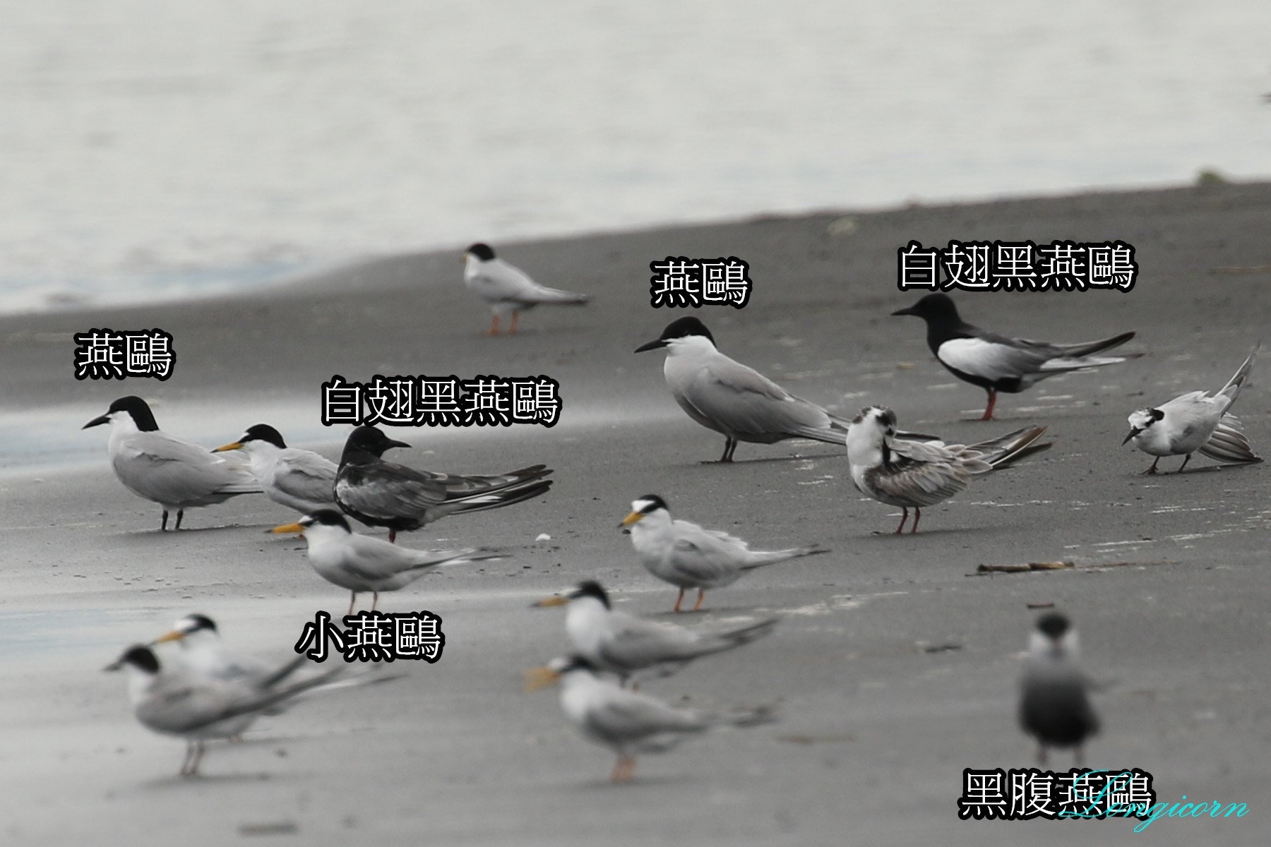 燕鷗比較3.jpg