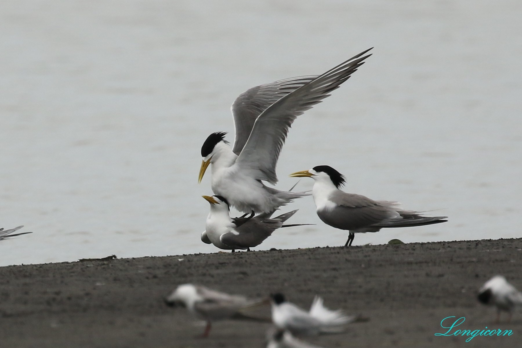 鳳頭燕鷗_交配.jpg