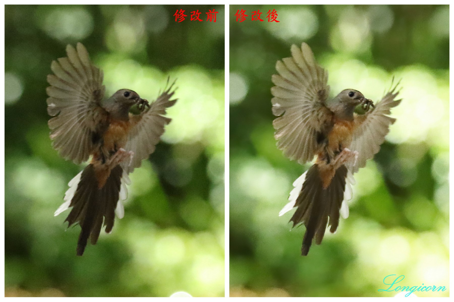 白腰鵲鴝_雌_修圖比較.jpg