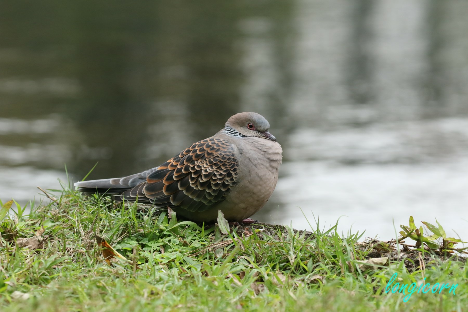 金背鳩.JPG