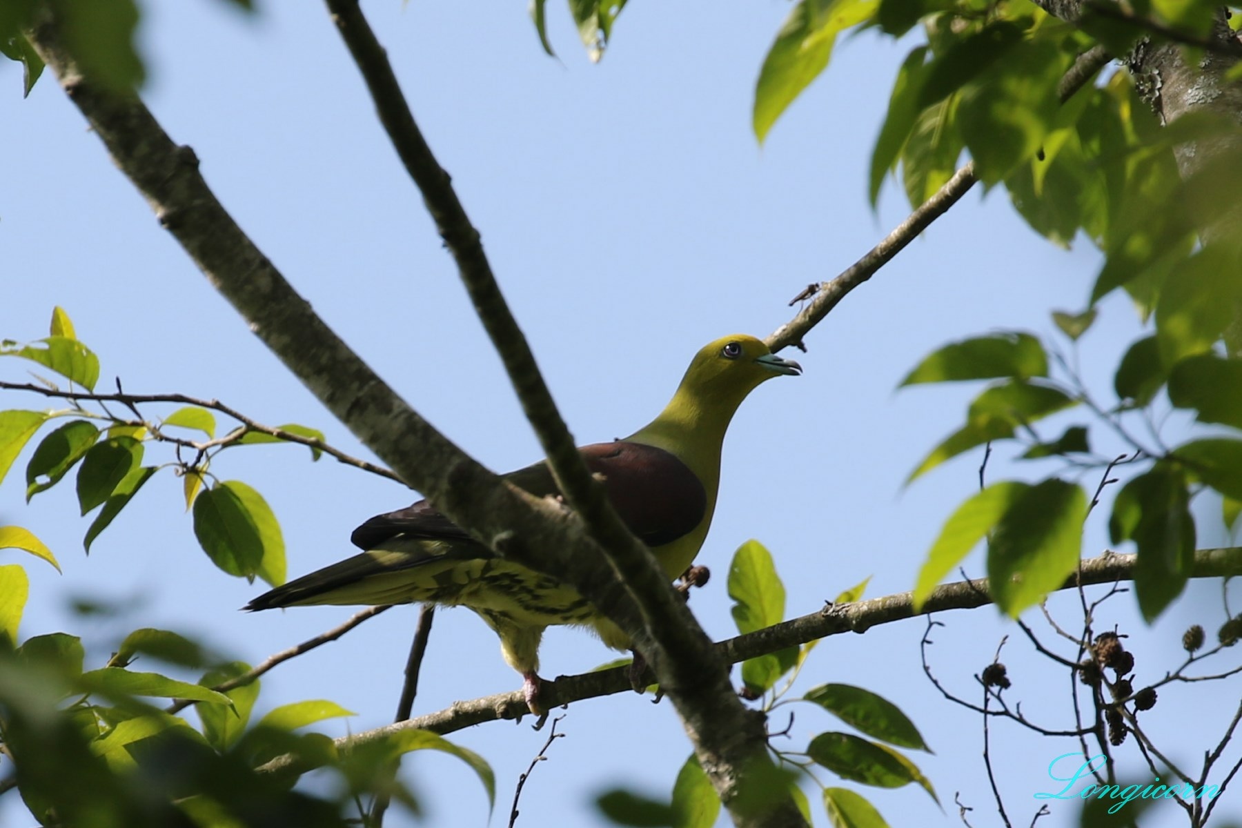 綠鳩.JPG