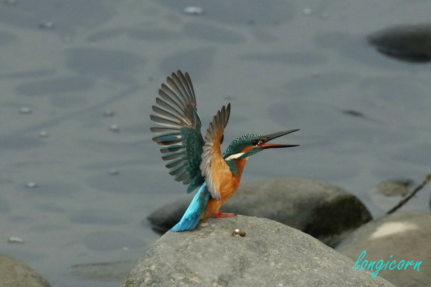 翠鳥.JPG