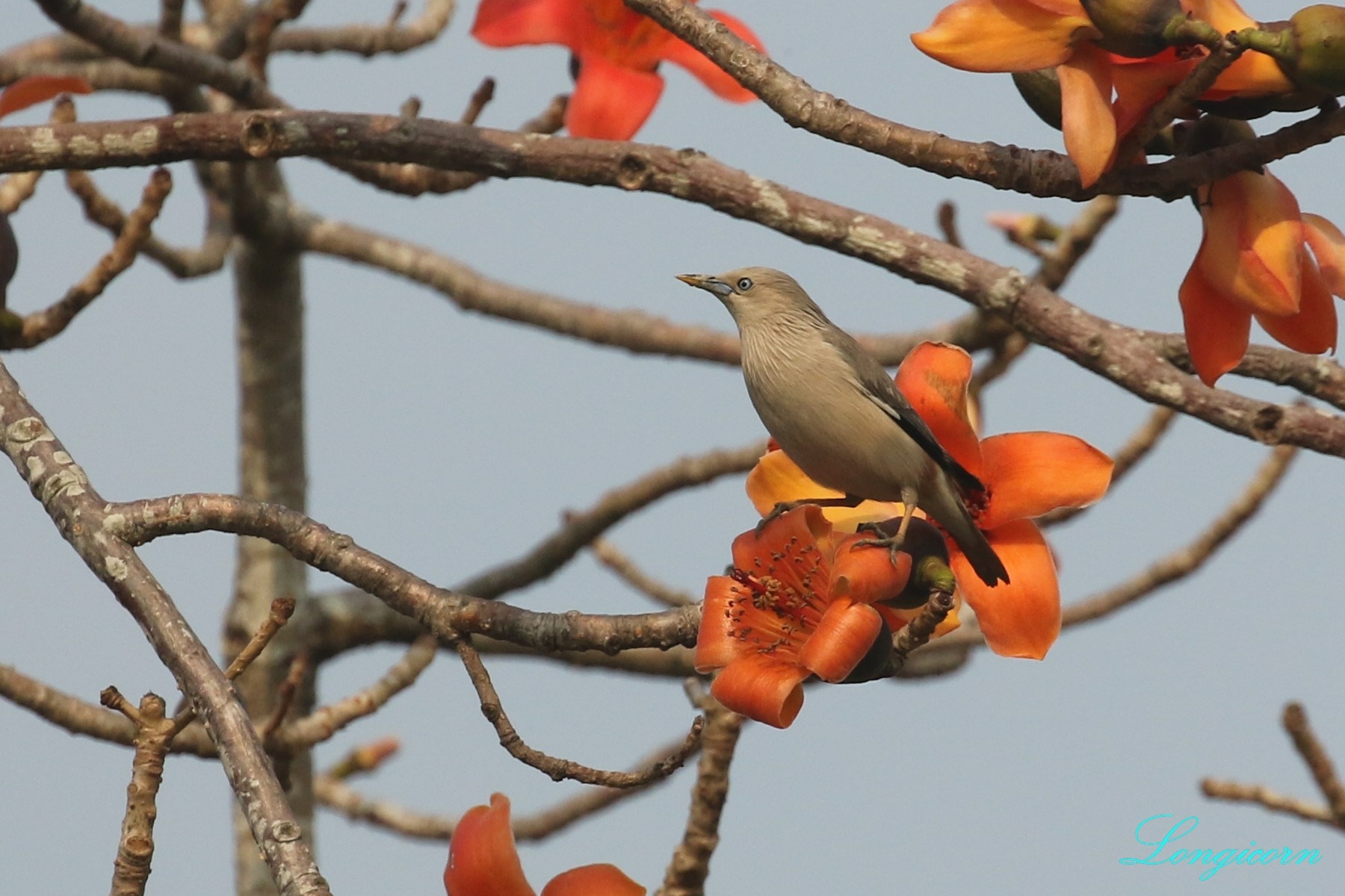 灰頭椋鳥.jpg 灰頭椋鳥.jpg