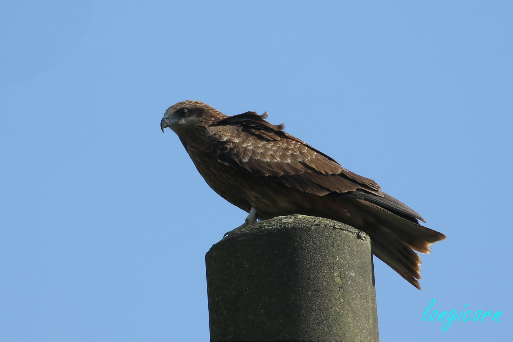 黑鳶.JPG
