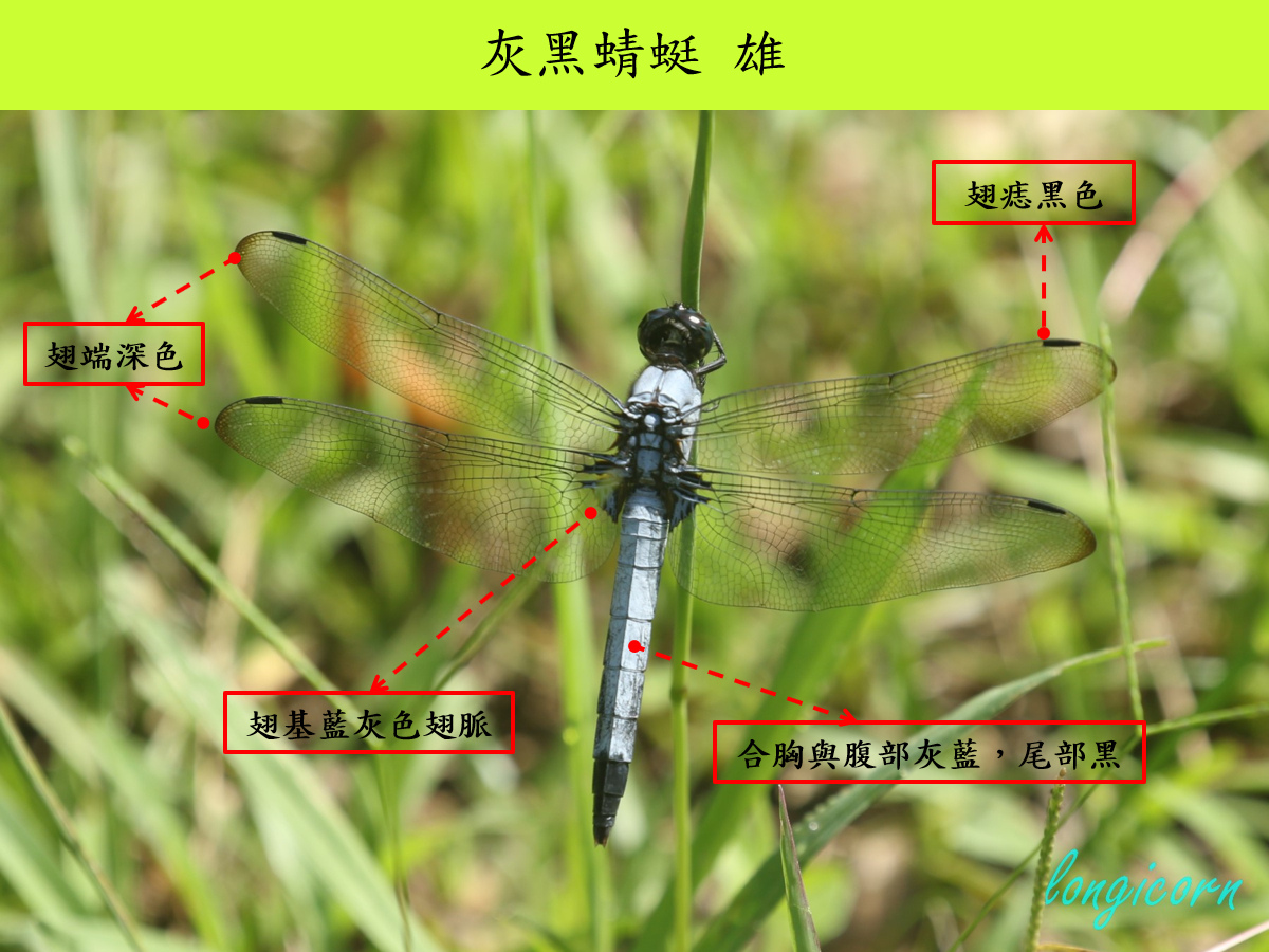灰黑_雄_背面.jpg