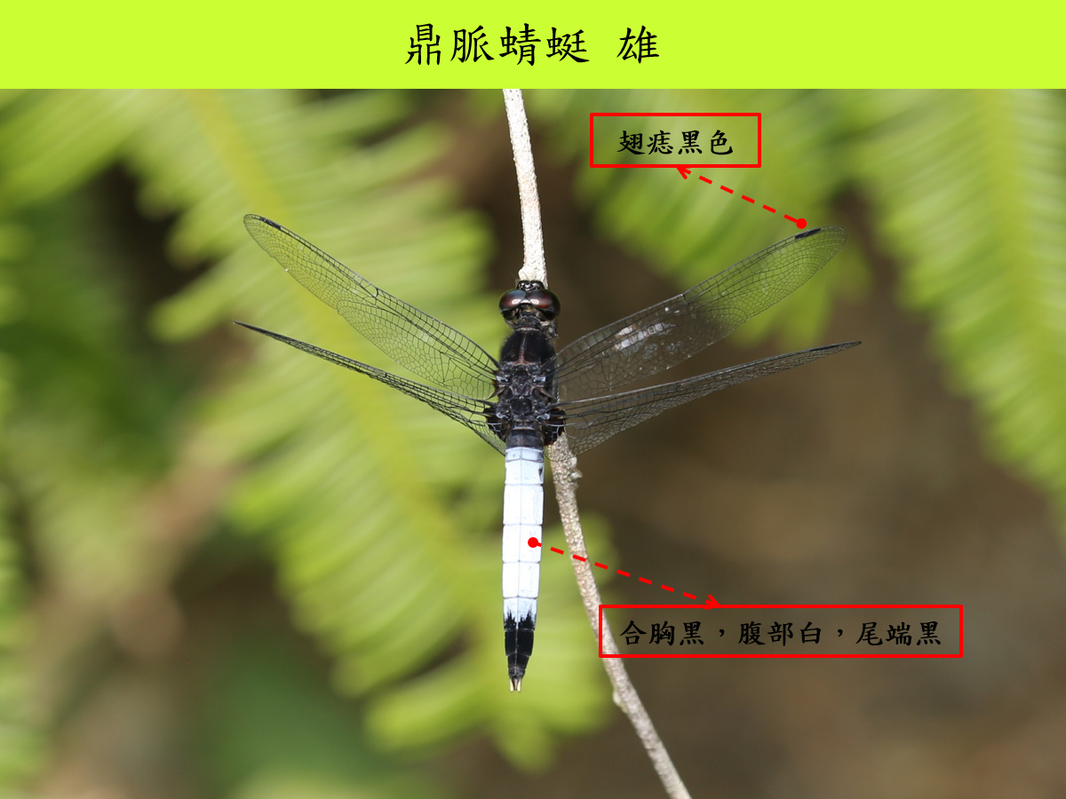 鼎脈_雄_背面.jpg