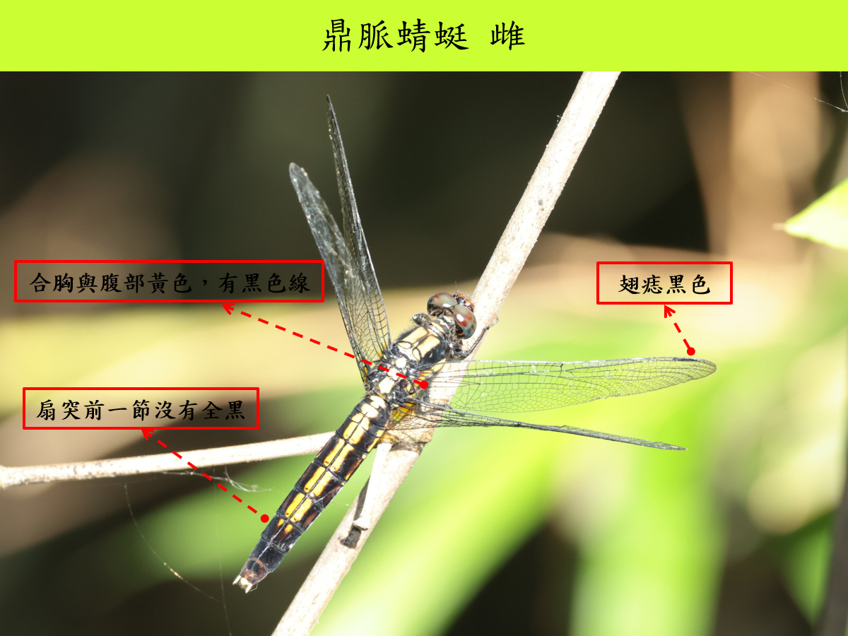 鼎脈_雌_背面.jpg